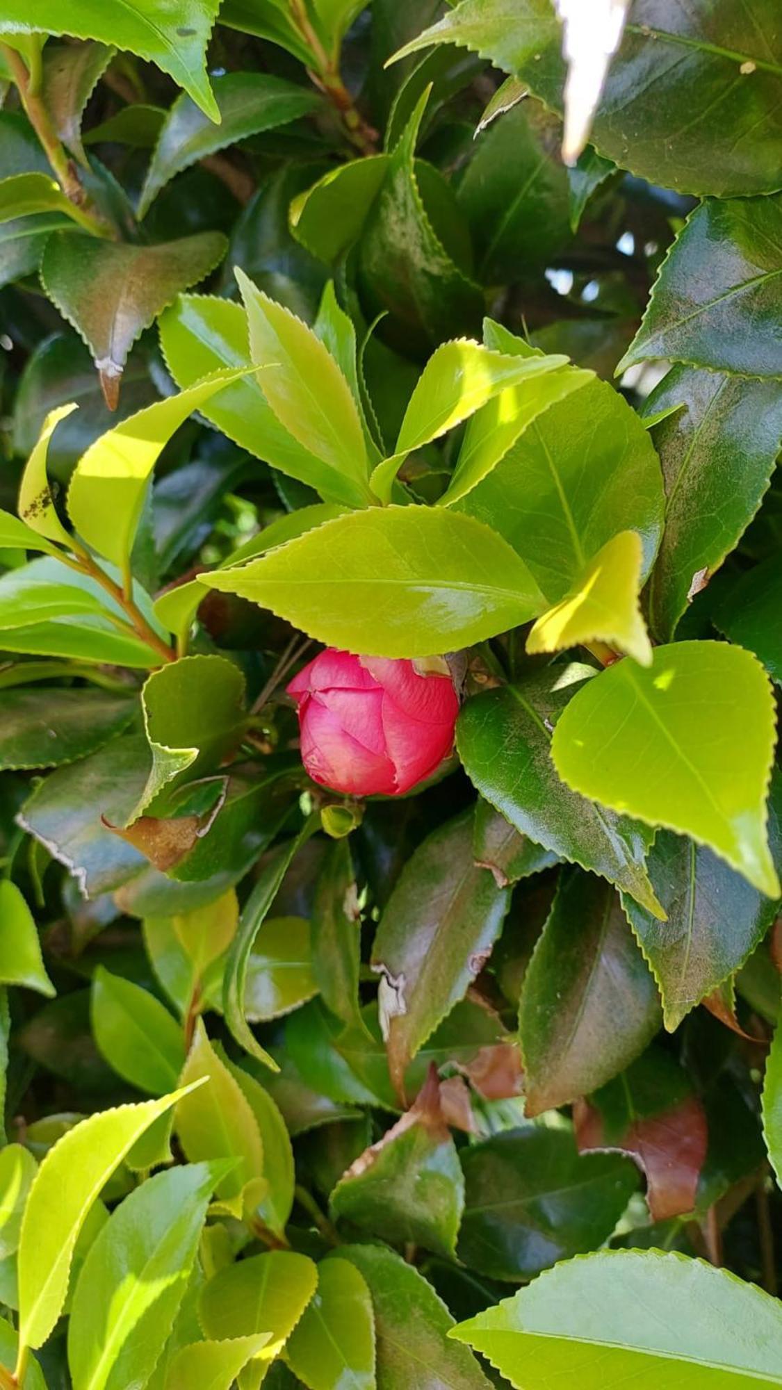 Retiro Das Camelias 1 Lajes das Flores Luaran gambar