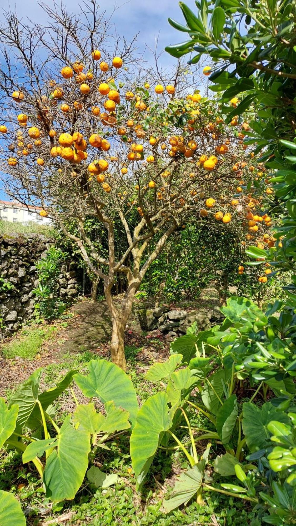 Retiro Das Camelias 1 Lajes das Flores Luaran gambar
